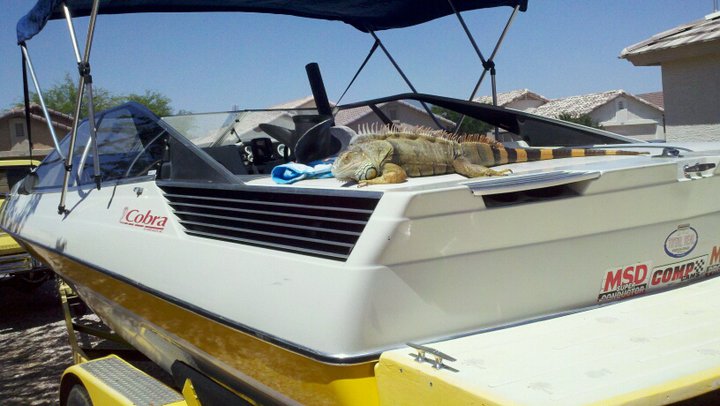 Name:  rico on boat.jpg
Views: 214
Size:  64.5 KB