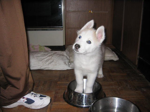 Name:  borispup2.jpg
Views: 271
Size:  38.1 KB