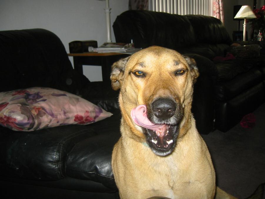 Name:  roxy1.lick.jpg
Views: 154
Size:  61.2 KB