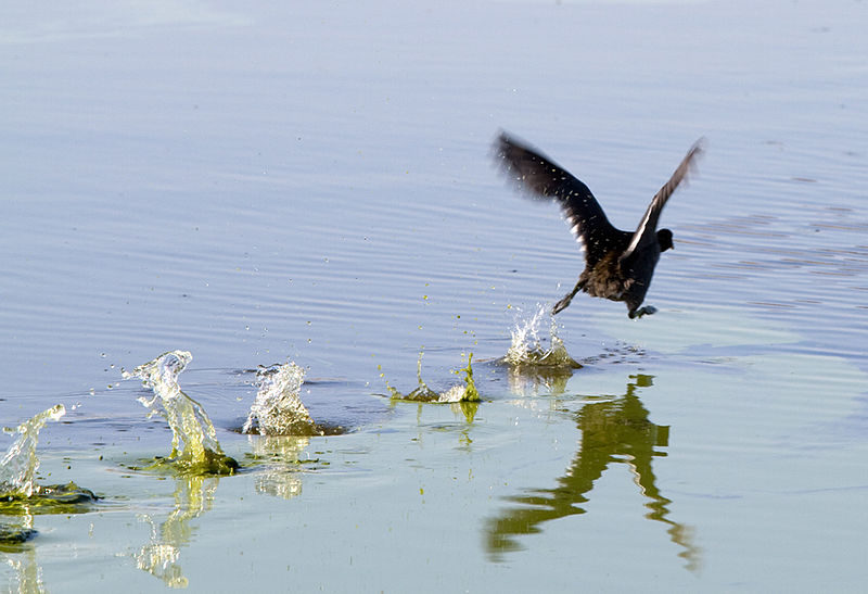 Name:  Coot Too!.jpg
Views: 541
Size:  69.1 KB