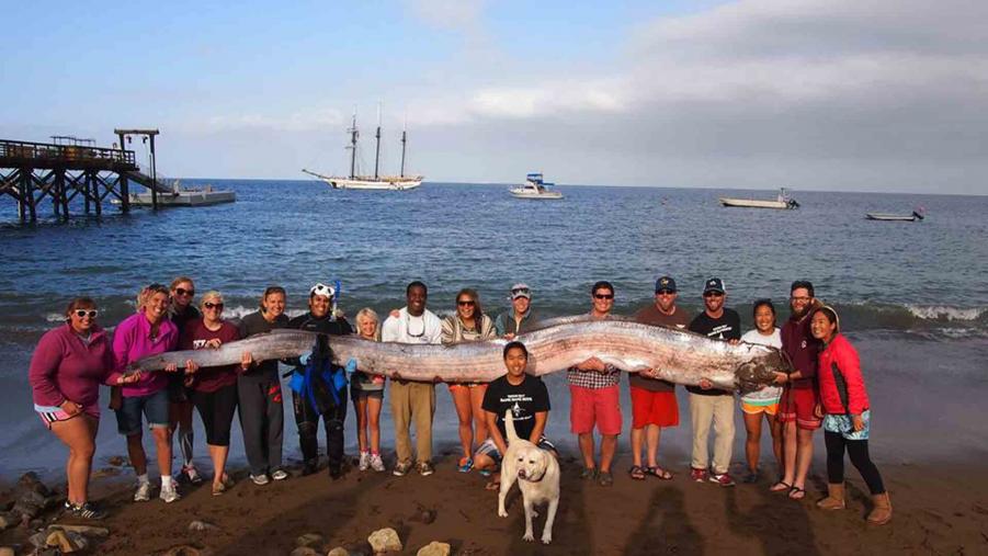 Name:  oarfish1920.jpg
Views: 314
Size:  67.0 KB