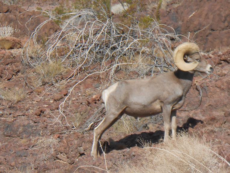Name: Havasu, Dec. 2012 015.jpg
Views: 259
Size: 99.7 KB