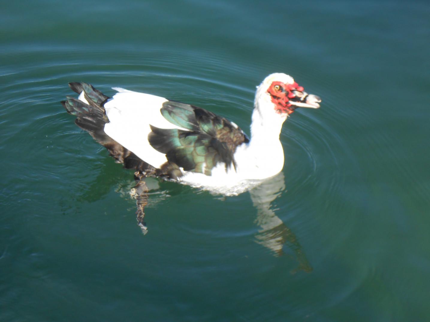 Name: Havasu, Dec. 2012 025.jpg
Views: 232
Size: 76.5 KB