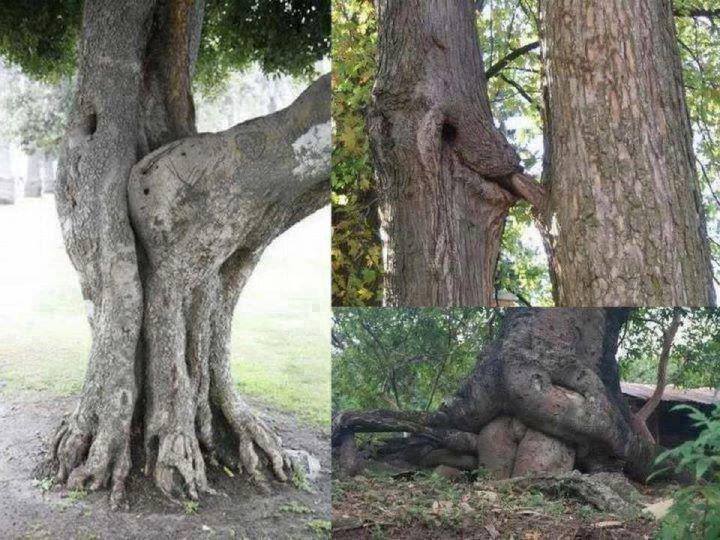 Name:  trees.jpg
Views: 352
Size:  83.9 KB