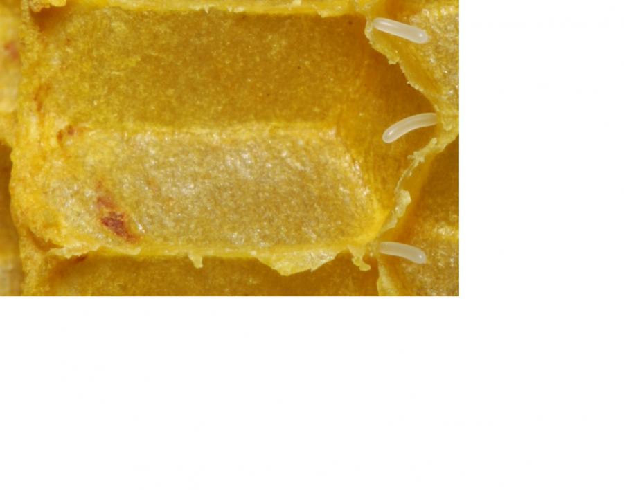 Name:  Bienenwabe_mit_Eiern_39 crop.jpg
Views: 147
Size:  42.7 KB