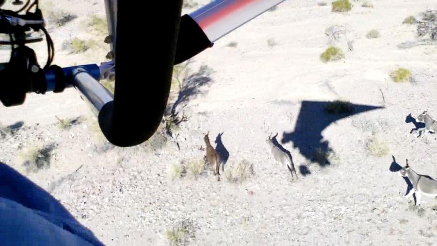 Name:  UltraLight_Donkeys.jpg
Views: 1367
Size:  63.0 KB