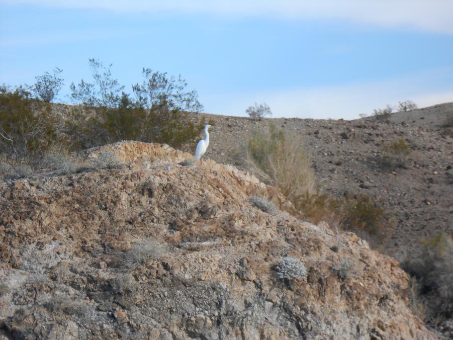 Name:  Havasu , Jan. 2014 011.jpg
Views: 162
Size:  100.1 KB