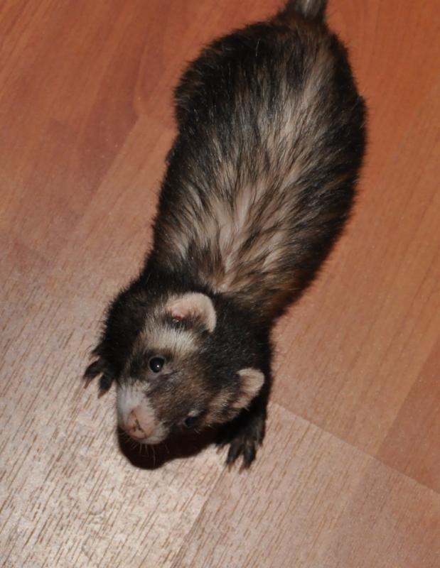 Name: smokey.jpg
Views: 393
Size: 56.4 KB