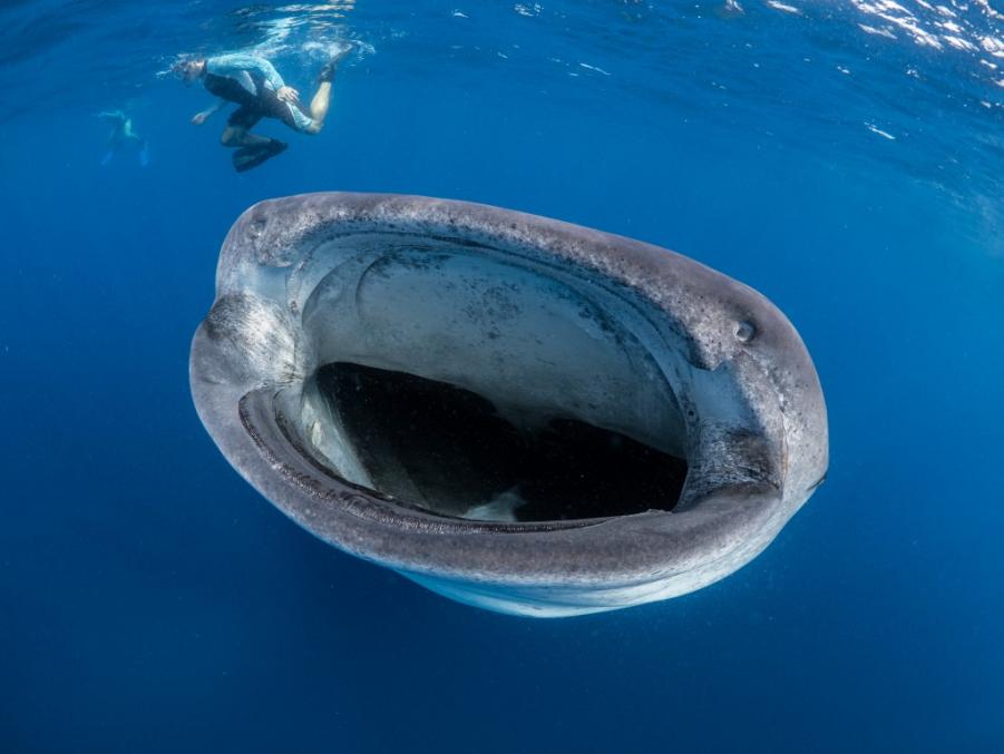 Name:  simon-pierce-with-whale-shark-nature-tripper-1260317-1024x769.jpg
Views: 339
Size:  48.3 KB