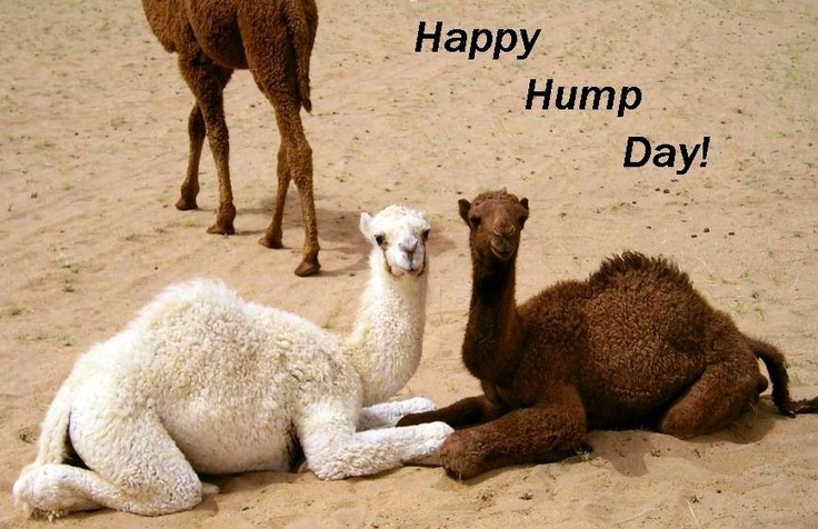 Name:  Hump-Day.jpg
Views: 409
Size:  214.6 KB