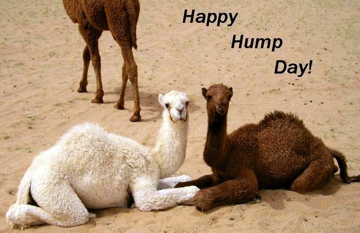 Name:  Hump-Day.jpg
Views: 153
Size:  214.6 KB