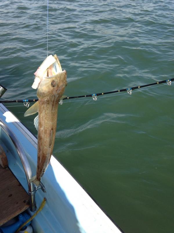 Name: ImageUploadedByTapatalk1393564156.164266.jpg
Views: 145
Size: 51.5 KB