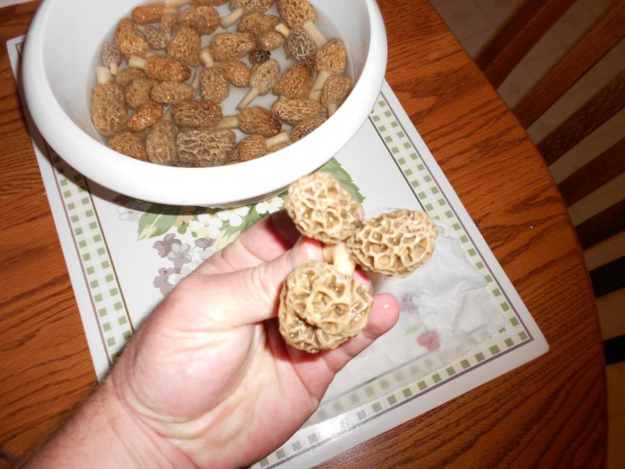 Name:  2014 morels.jpg
Views: 175
Size:  88.2 KB