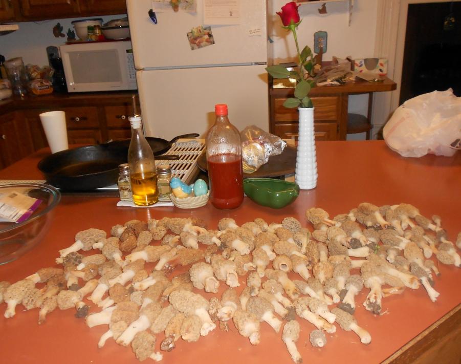 Name:  4_29 shroomies crop pic.jpg
Views: 144
Size:  82.8 KB