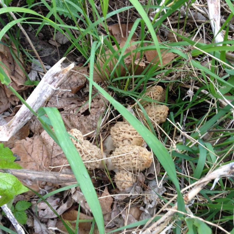 Name:  5_1 in situ crop 2.jpg
Views: 230
Size:  136.2 KB
