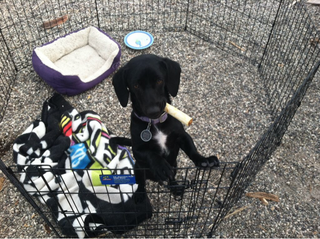 Name: ImageUploadedByTapatalk1401499199.644240.jpg
Views: 211
Size: 432.8 KB