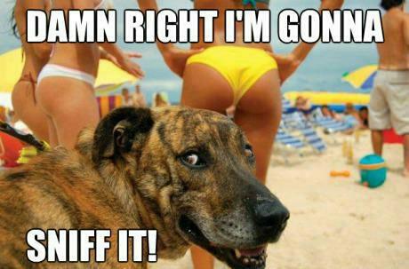 Name:  sniff.jpg
Views: 243
Size:  28.5 KB