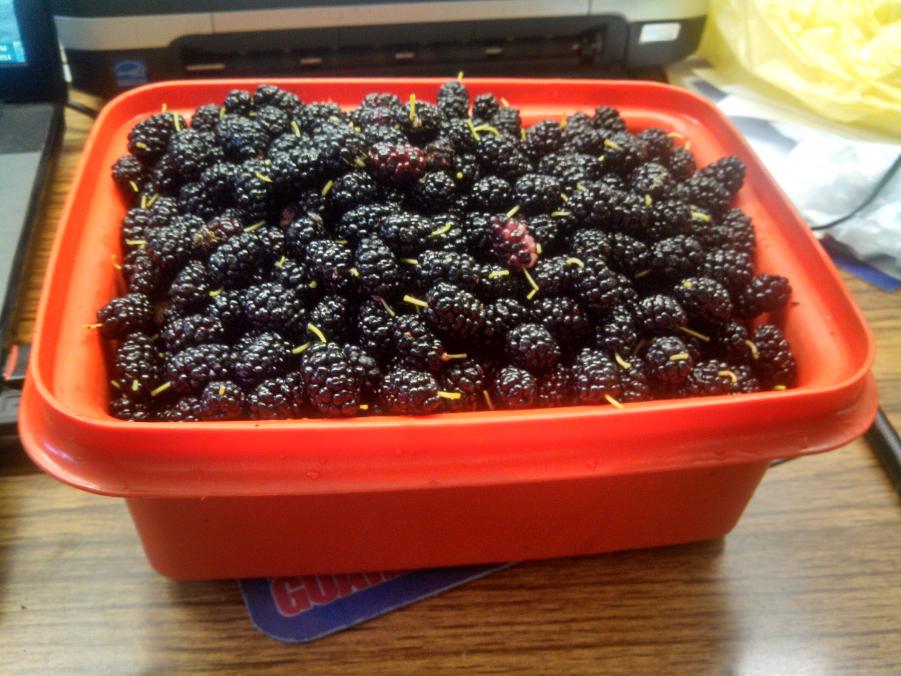 Name:  Berries.jpg
Views: 204
Size:  96.0 KB