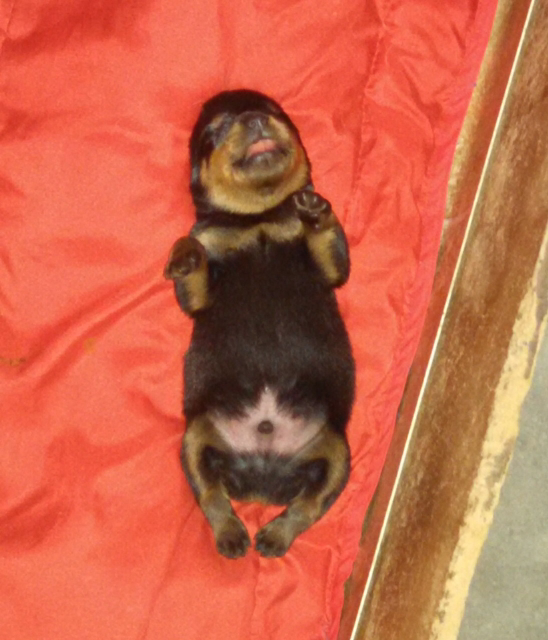 Name: ImageUploadedByTapatalk1405812190.661427.jpg
Views: 249
Size: 288.8 KB