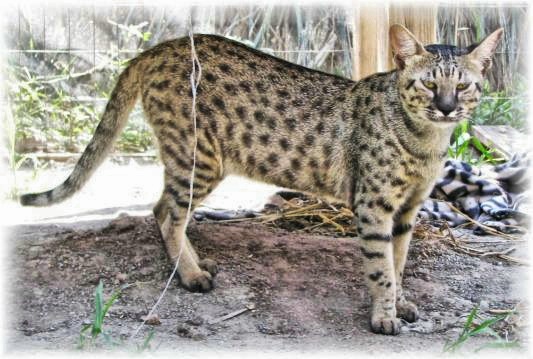 Name:  savannah.JPG
Views: 263
Size:  88.9 KB