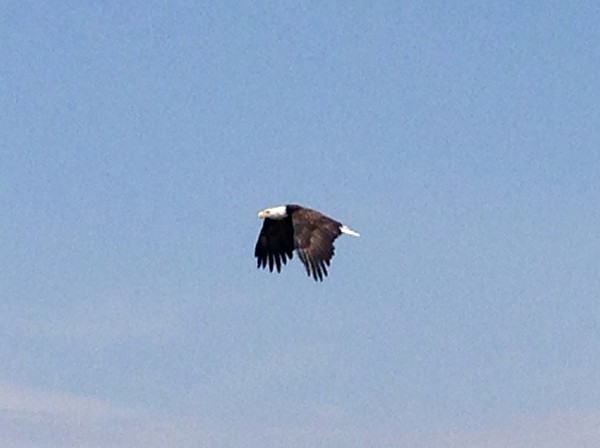 Name:  eagle1.jpg
Views: 298
Size:  37.6 KB