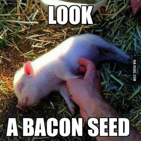 Name:  bacon.jpg
Views: 139
Size:  44.6 KB