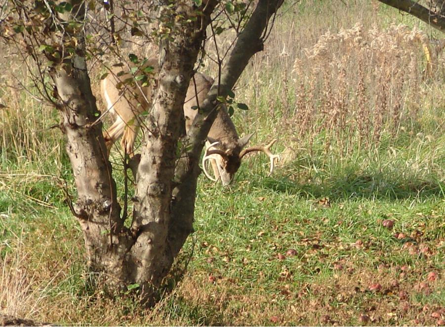 Name:  bigbuck II.jpg
Views: 238
Size:  162.6 KB