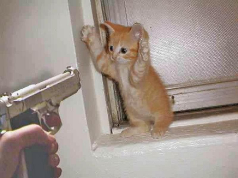Name:  01-stick-em-up-kitty-kitten-cat-gun-e1286641024121.jpg
Views: 198
Size:  73.0 KB