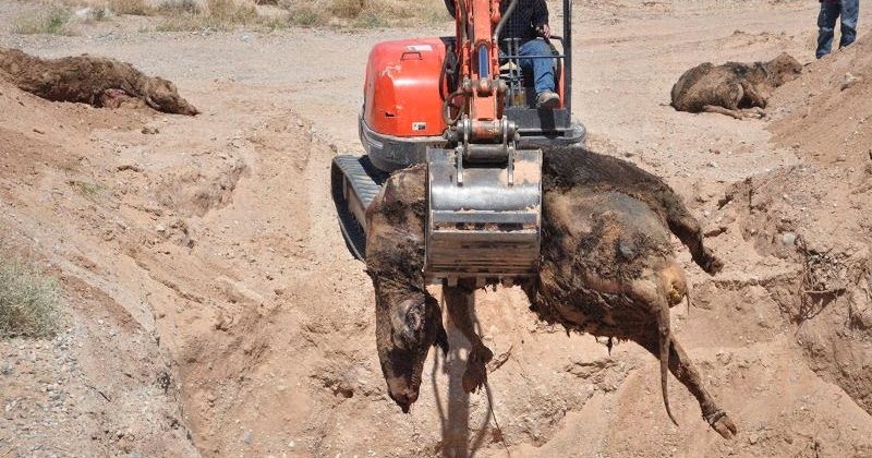 Name:  cow Bundy Cow killed by BLM_1_mod.jpg
Views: 195
Size:  134.0 KB