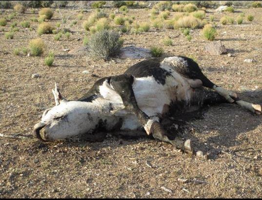Name:  cow bundy-massacre-4-e1398034838606.jpg
Views: 100
Size:  103.6 KB