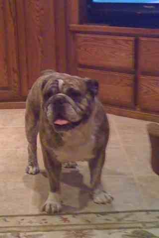 Name:  ImageUploadedByTapatalk1351698730.460171.jpg
Views: 225
Size:  17.6 KB