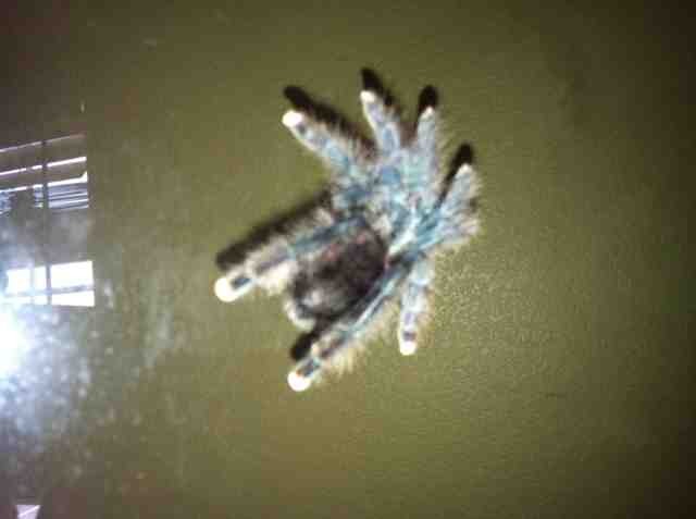 Name:  ImageUploadedByTapatalk1351715508.443332.jpg
Views: 194
Size:  21.7 KB