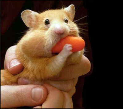 Name:  avatars-hamster-598063.jpg
Views: 158
Size:  43.4 KB