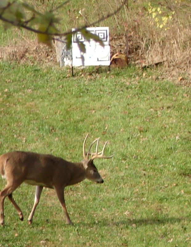 Name: bigbuck.jpg
Views: 318
Size: 91.0 KB