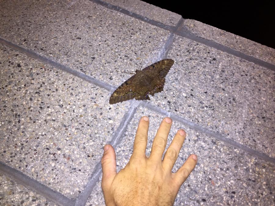 Name: ImageUploadedByTapatalk1444943324.915301.jpg
Views: 788
Size: 135.2 KB