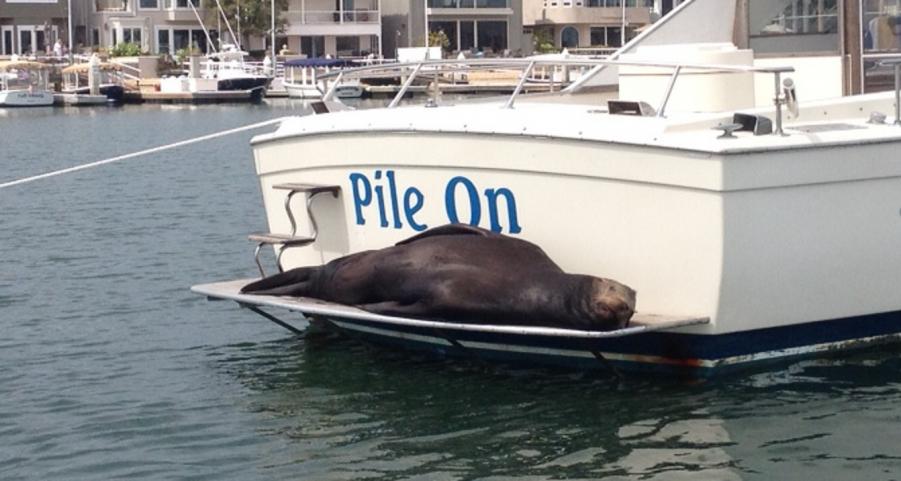 Name:  newport sea lion.jpg
Views: 205
Size:  60.7 KB