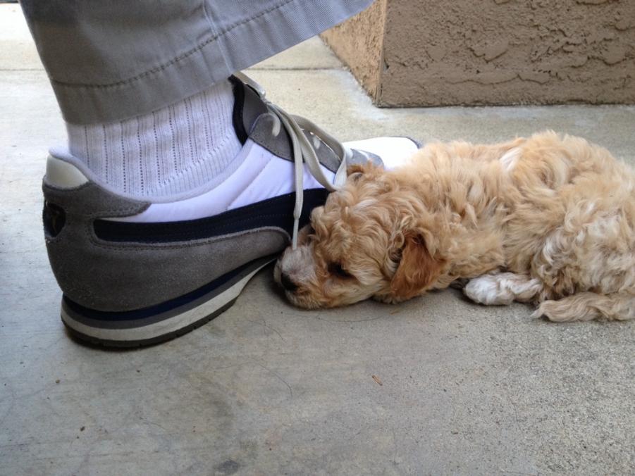 Name: ImageUploadedByTapatalk1399853773.100013.jpg
Views: 204
Size: 85.2 KB