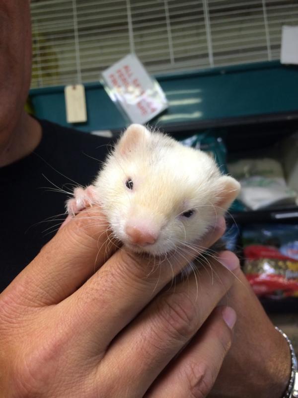 Name: ImageUploadedByTapatalk1407521011.348427.jpg
Views: 205
Size: 49.4 KB