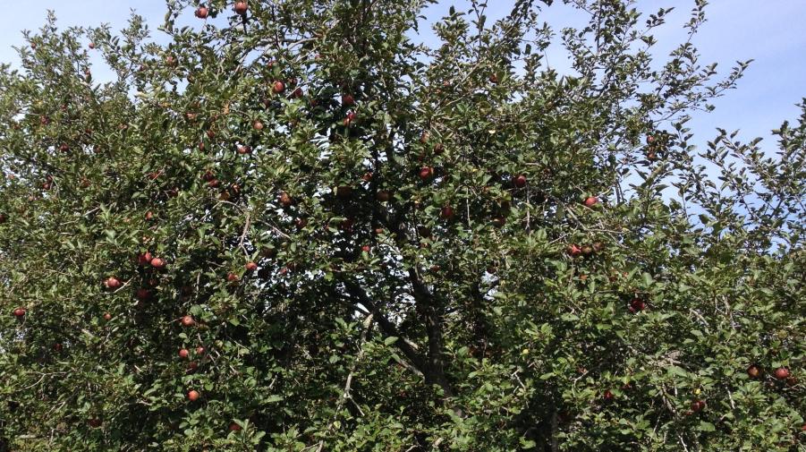 Name: apple 1.jpg
Views: 222
Size: 170.0 KB
