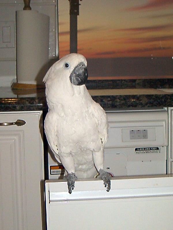 Name: Yogi in the Kitchen 05-2003.jpg
Views: 171
Size: 63.0 KB