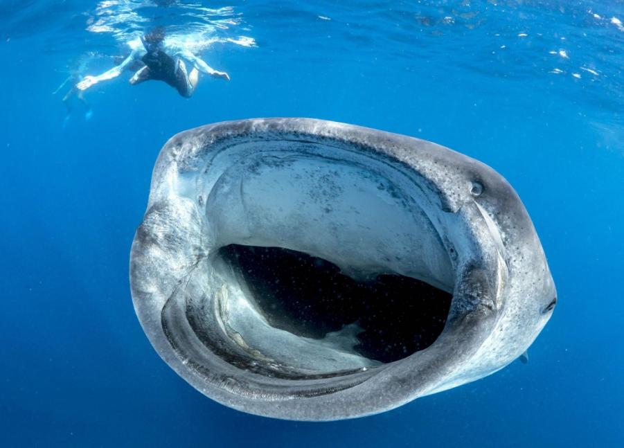 Name: MERCURY_WHALE_SHARK_MEXICO_01-1024x735.jpg
Views: 399
Size: 61.3 KB