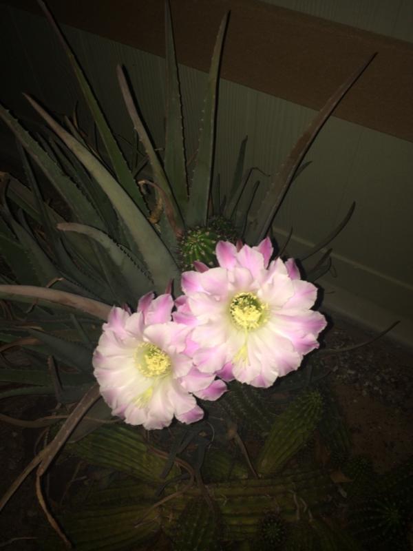 Name: ImageUploadedByTapatalk1409295522.867123.jpg
Views: 344
Size: 43.0 KB