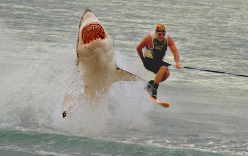 Name: Chandler Shark.jpg
Views: 208
Size: 53.0 KB