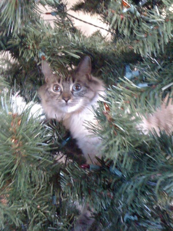 Name: zgizzy.jpg
Views: 193
Size: 85.9 KB