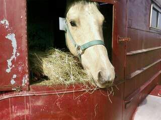 Name: minotrlr.jpg
Views: 207
Size: 20.4 KB