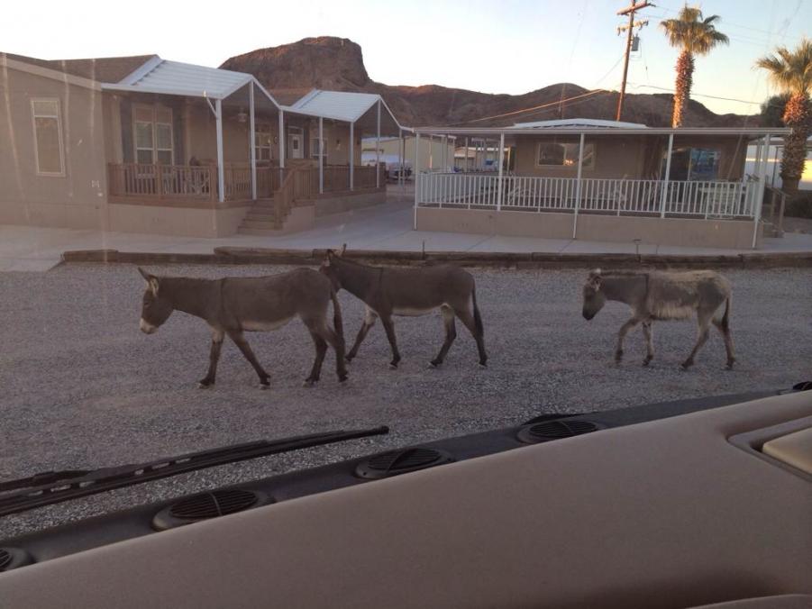 Name: ImageUploadedByTapatalk1383267198.104813.jpg
Views: 316
Size: 66.5 KB