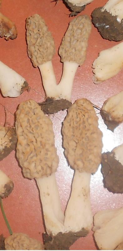 Name: 5_1 V is for victory.jpg
Views: 147
Size: 43.3 KB