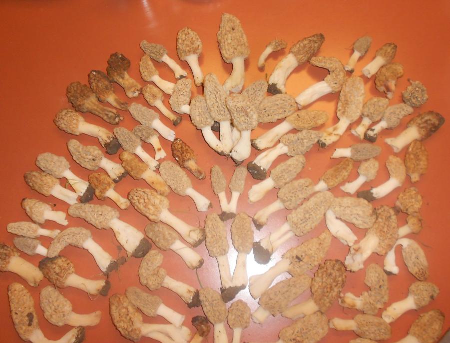 Name: 5_1 V is for victory v2 small.jpg
Views: 109
Size: 80.4 KB