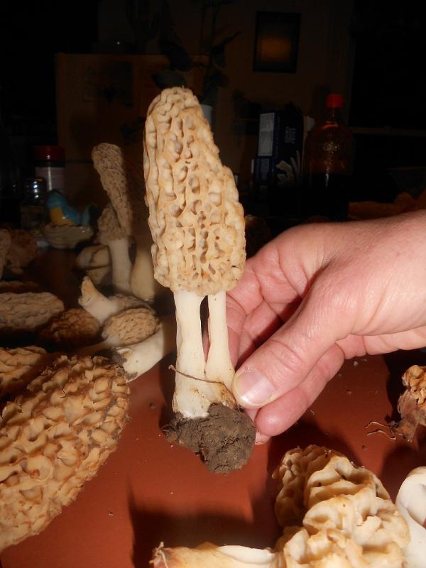 Name: 5_1 Morph small.jpg
Views: 152
Size: 52.2 KB