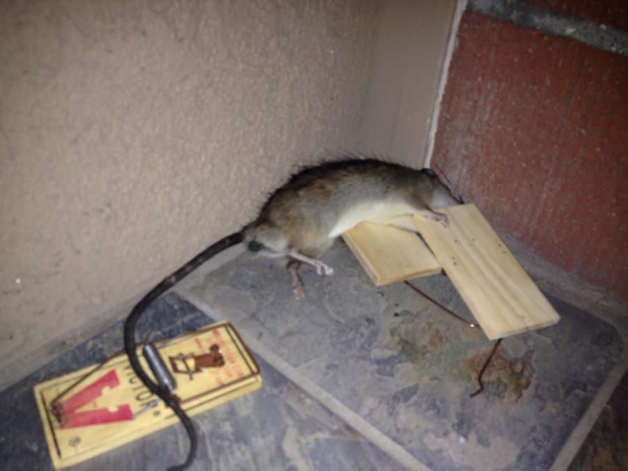 Name: ImageUploadedByTapatalk1402288670.401005.jpg
Views: 750
Size: 53.4 KB